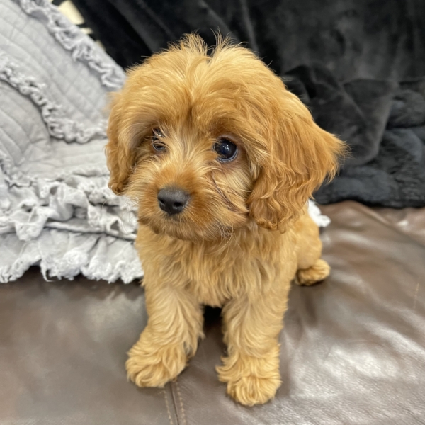 puppies for sale in boca raton