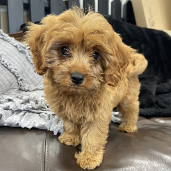 puppies for sale in boca raton