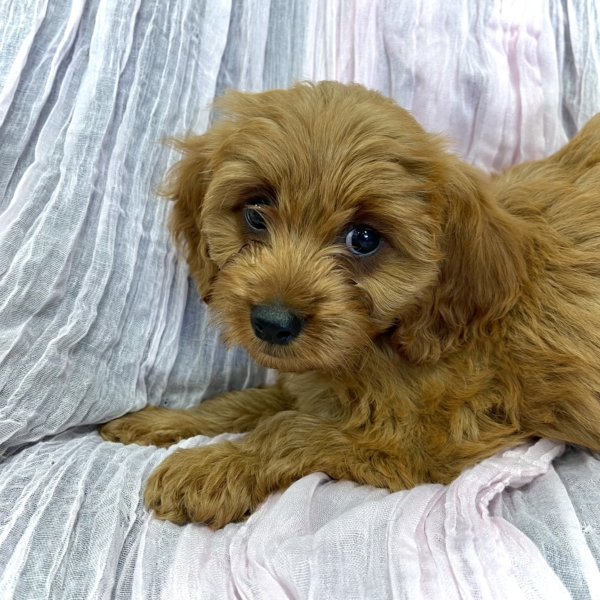 puppies for sale in boca raton