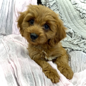 puppies for sale in boca raton