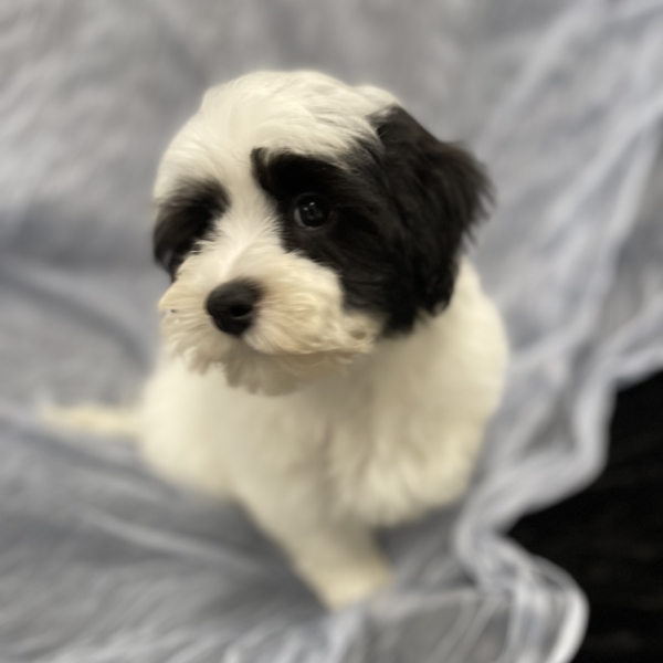 puppies for sale in boca raton