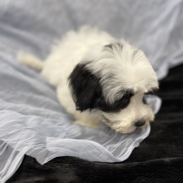 puppies for sale in boca raton