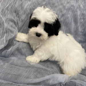 puppies for sale in boca raton