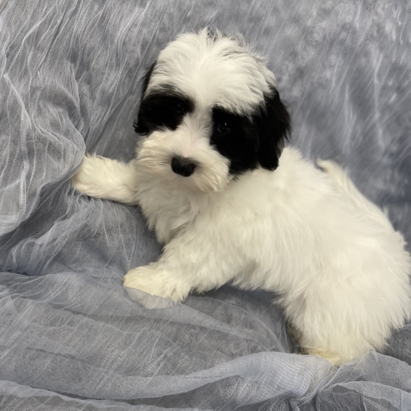 puppies for sale in boca raton