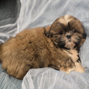 puppies for sale in boca raton
