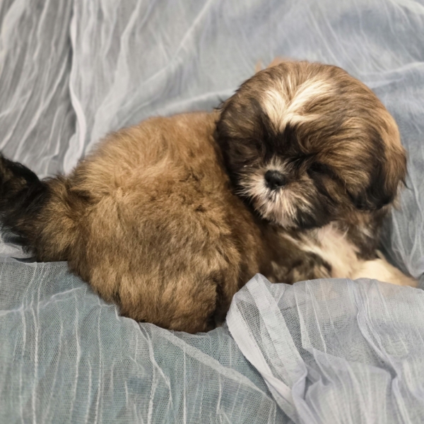puppies for sale in boca raton