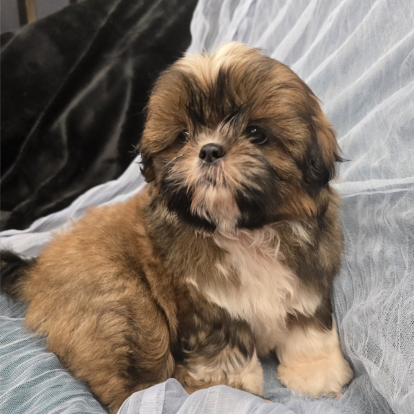 puppies for sale in boca raton
