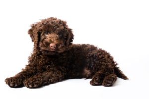 puppies for sale in boca raton