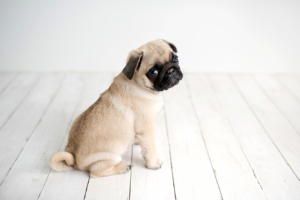 puppies for sale in boca raton