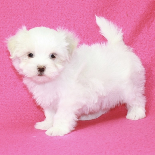 puppies for sale in boca raton