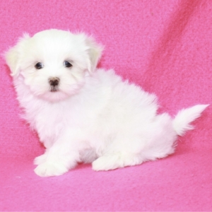 puppies for sale in boca raton