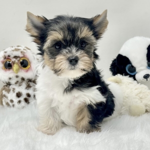 puppies for sale in boca raton