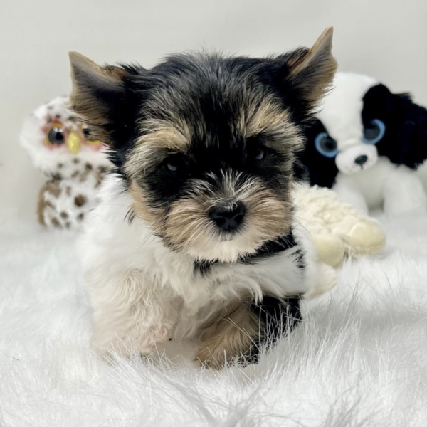 puppies for sale in boca raton