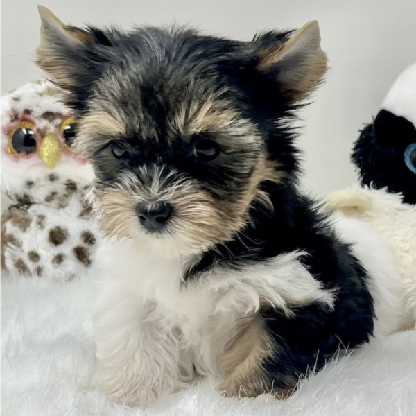 puppies for sale in boca raton