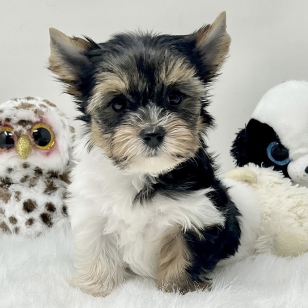 puppies for sale in boca raton