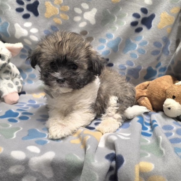 puppies for sale in boca raton