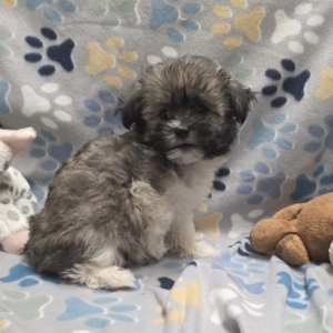 puppies for sale in boca raton