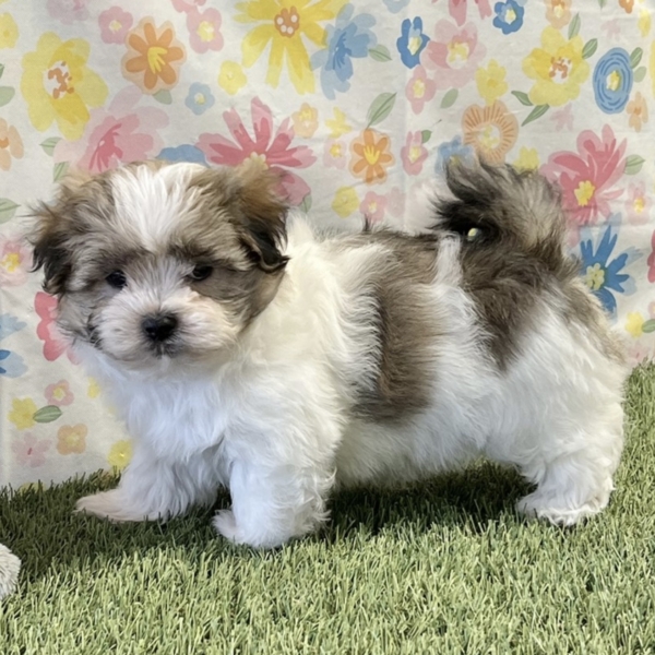 puppies for sale in boca raton