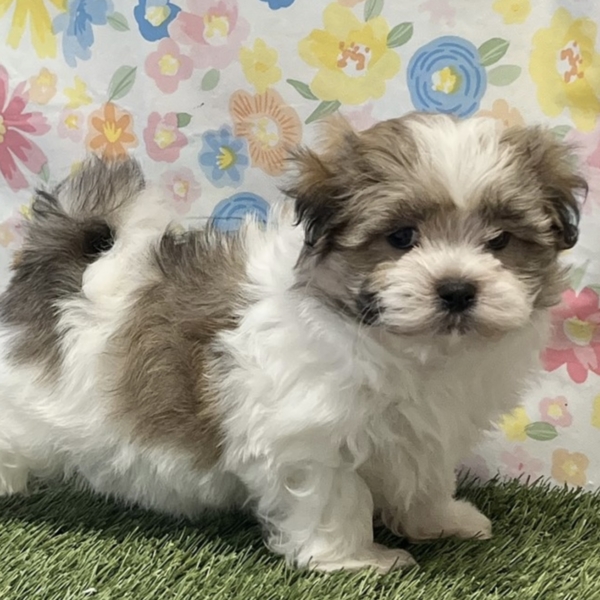 puppies for sale in boca raton