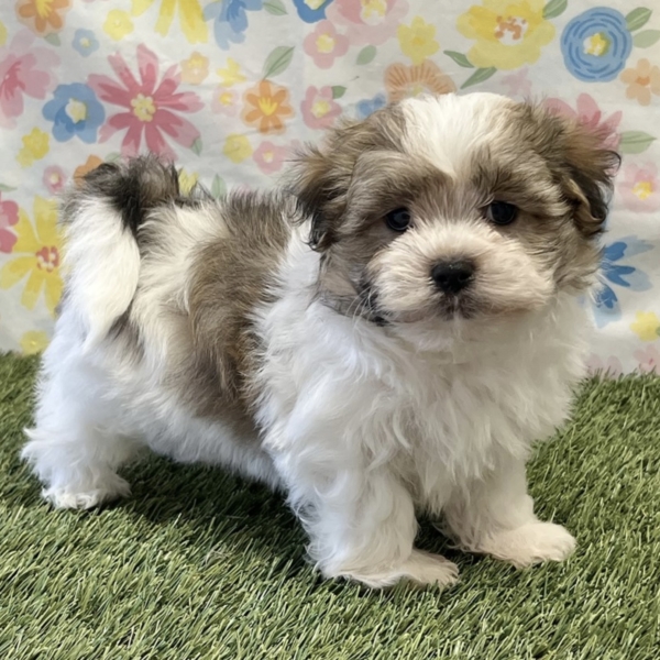puppies for sale in boca raton