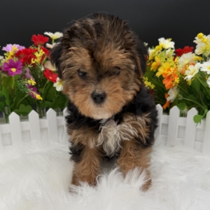 puppies for sale in boca raton