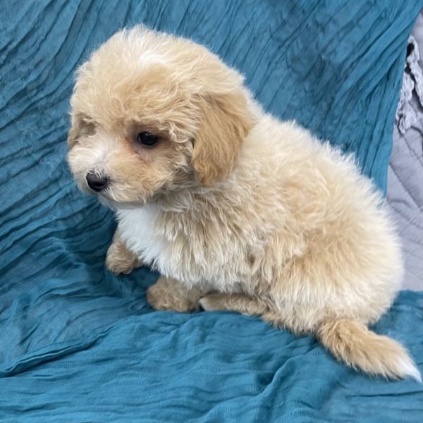 puppies for sale in boca raton