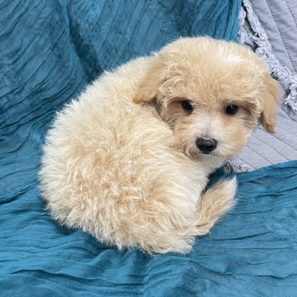 puppies for sale in boca raton
