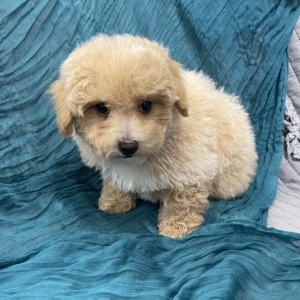 puppies for sale in boca raton