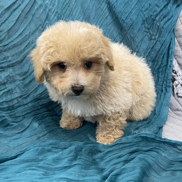 puppies for sale in boca raton