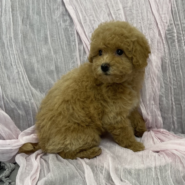 puppies for sale in boca raton