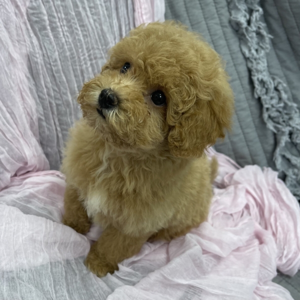 puppies for sale in boca raton