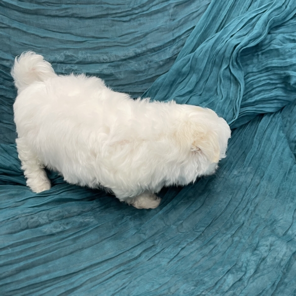 puppies for sale in boca raton