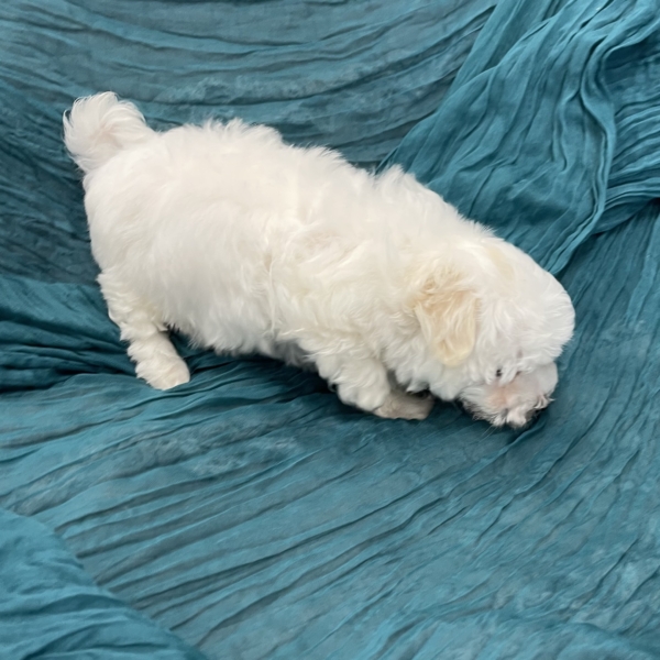 puppies for sale in boca raton