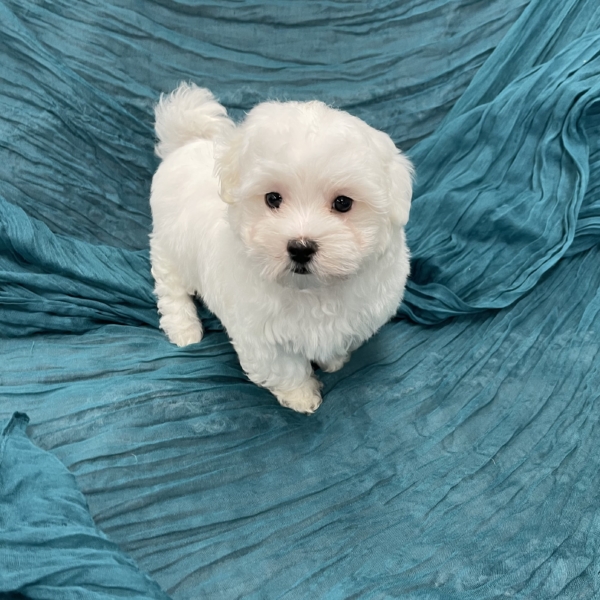 puppies for sale in boca raton