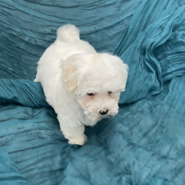 puppies for sale in boca raton