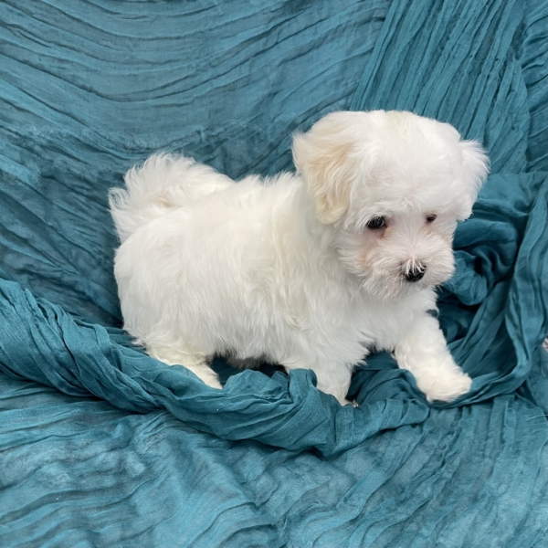 puppies for sale in boca raton