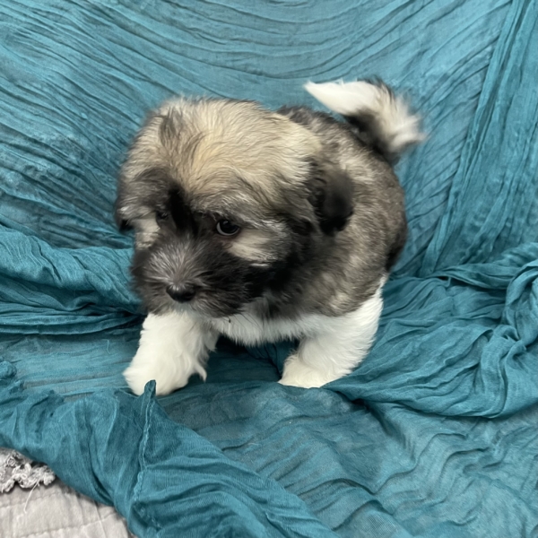puppies for sale in boca raton