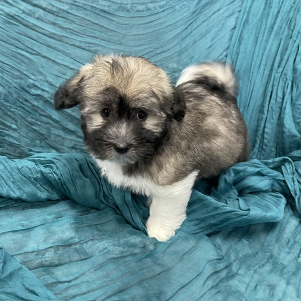 puppies for sale in boca raton