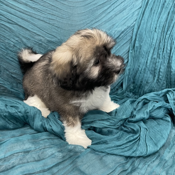 puppies for sale in boca raton
