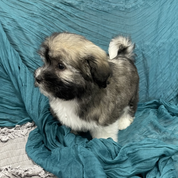 puppies for sale in boca raton