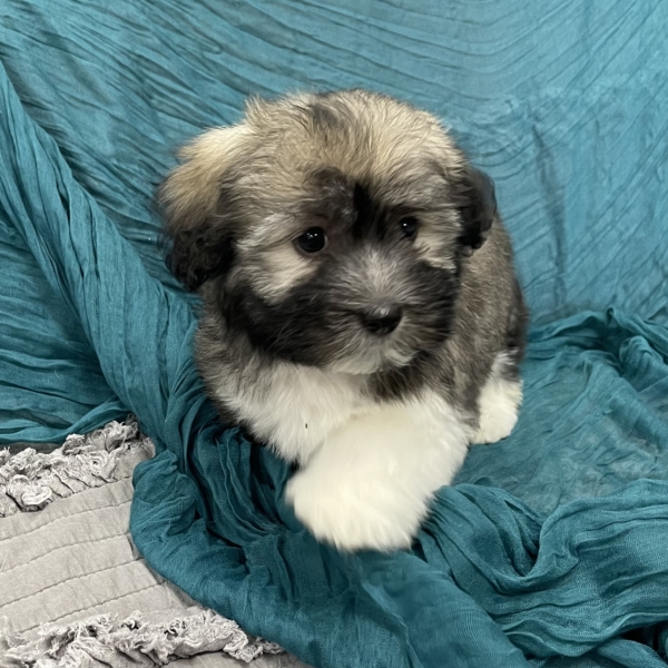 puppies for sale in boca raton