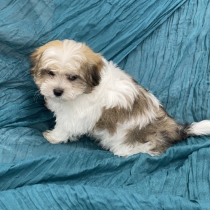 puppies for sale in boca raton