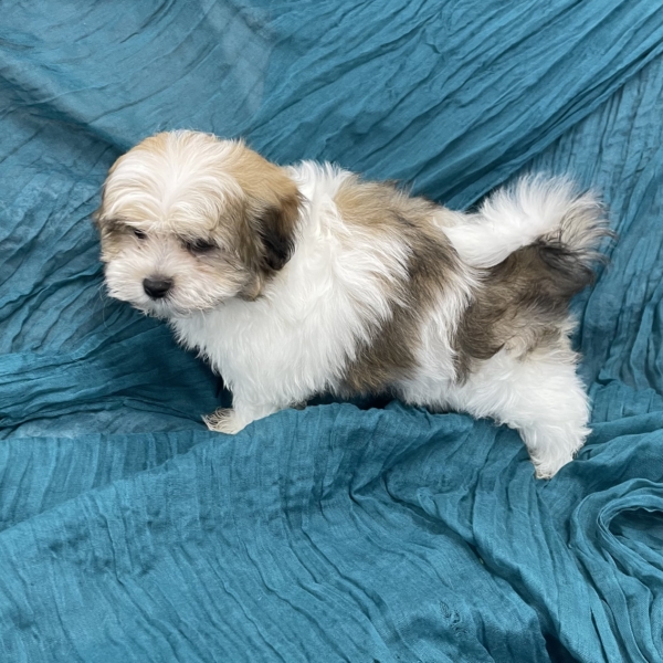 puppies for sale in boca raton