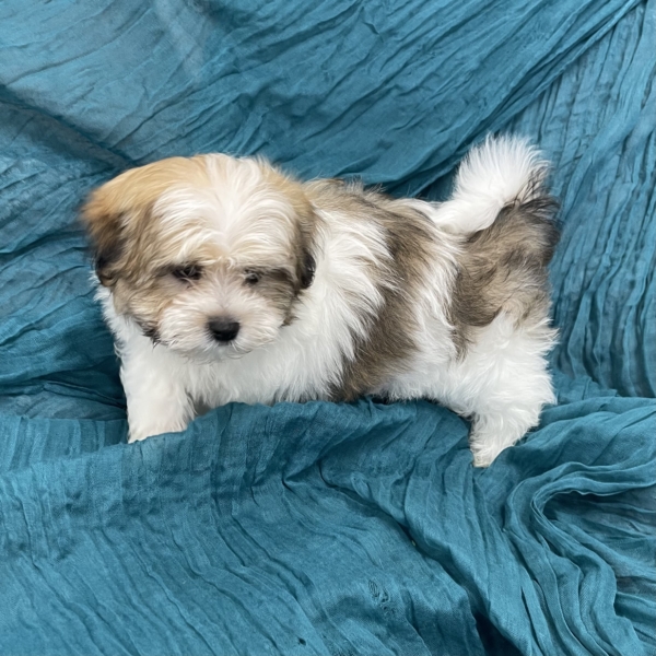 puppies for sale in boca raton