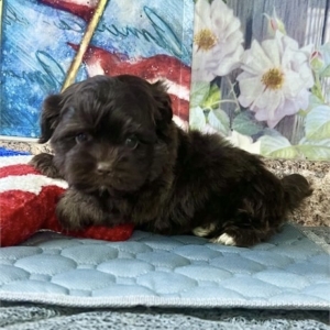 puppies for sale in boca raton