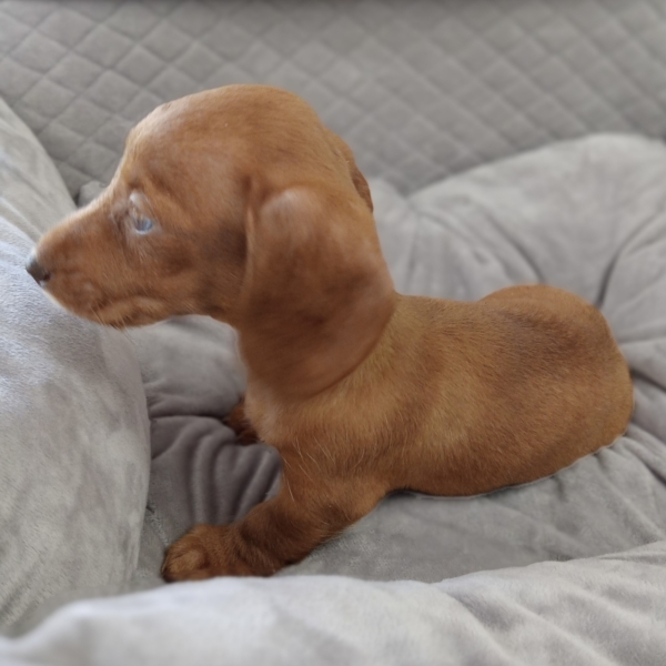 puppies for sale in boca raton
