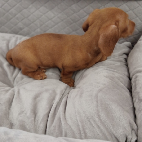 puppies for sale in boca raton