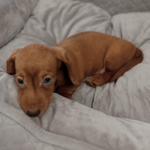 puppies for sale in boca raton