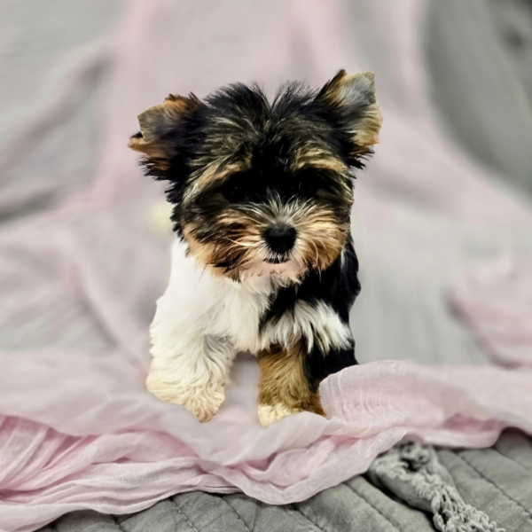 puppies for sale in boca raton