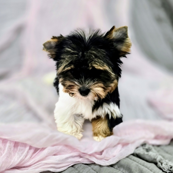 puppies for sale in boca raton